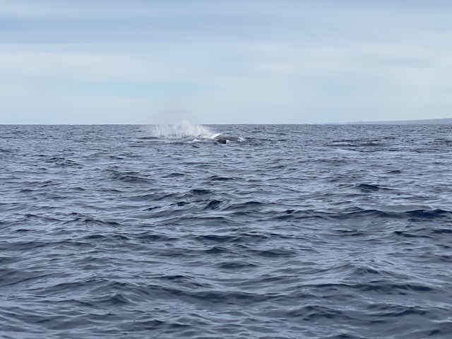 2022-01-23-Mexico-Los-Cubos-109-Whales.JPG