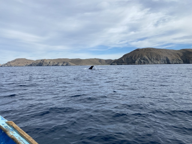 2022-01-23-Mexico-Los-Cubos-111-Whales.JPG