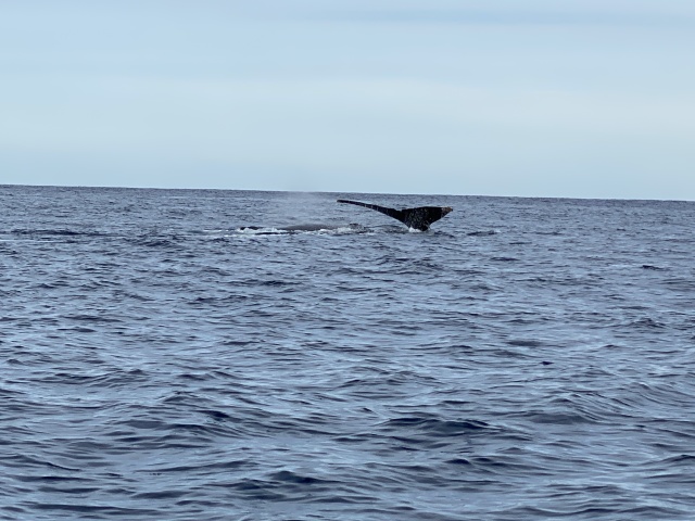 2022-01-23-Mexico-Los-Cubos-113-Whales.JPG