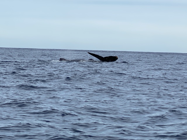 2022-01-23-Mexico-Los-Cubos-114-Whales.JPG