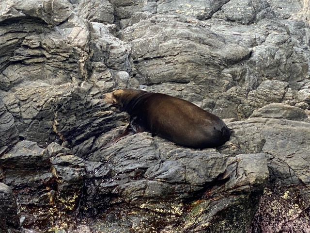 2022-01-23-Mexico-Los-Cubos-133-Seal.JPG