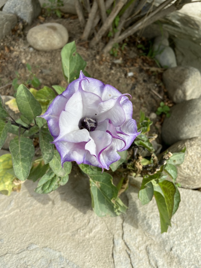 2022/01(January)/Mexico-LosCubos/640x480_2022-01-23-Mexico-Los-Cubos-150-Flower.JPG
