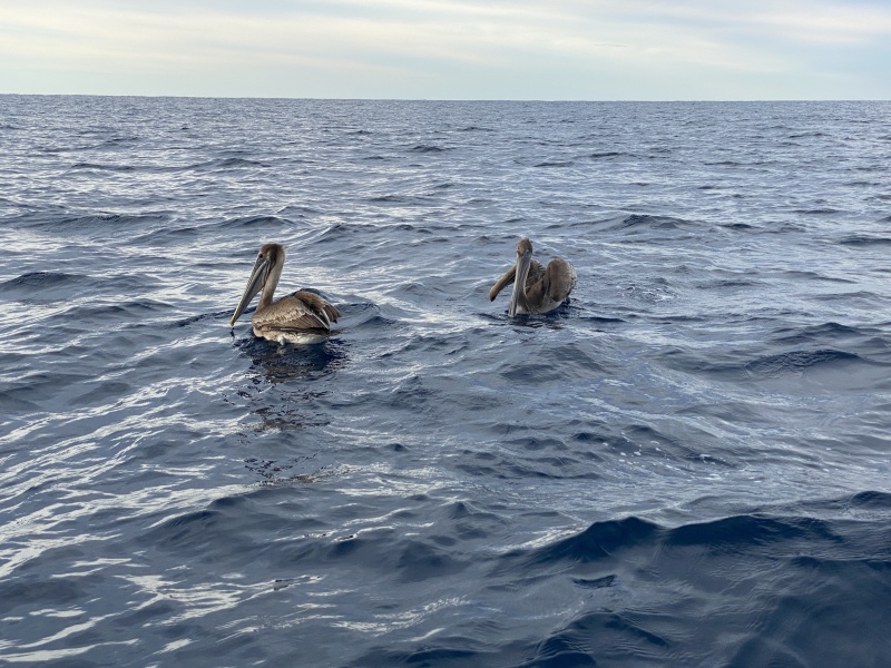 2022/01(January)/Mexico-LosCubos/800x600_2022-01-23-Mexico-Los-Cubos-055-Pelicans.JPG