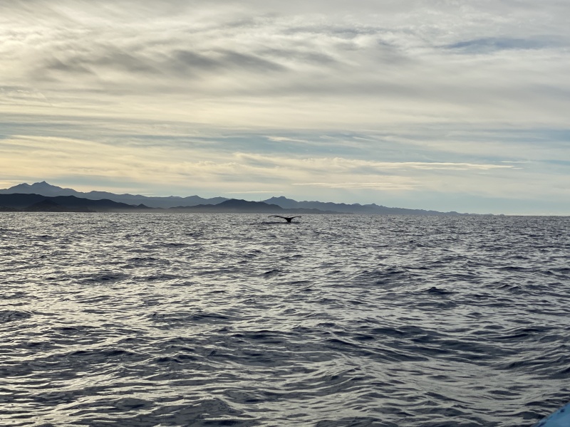2022-01-23-Mexico-Los-Cubos-066-Whales.JPG