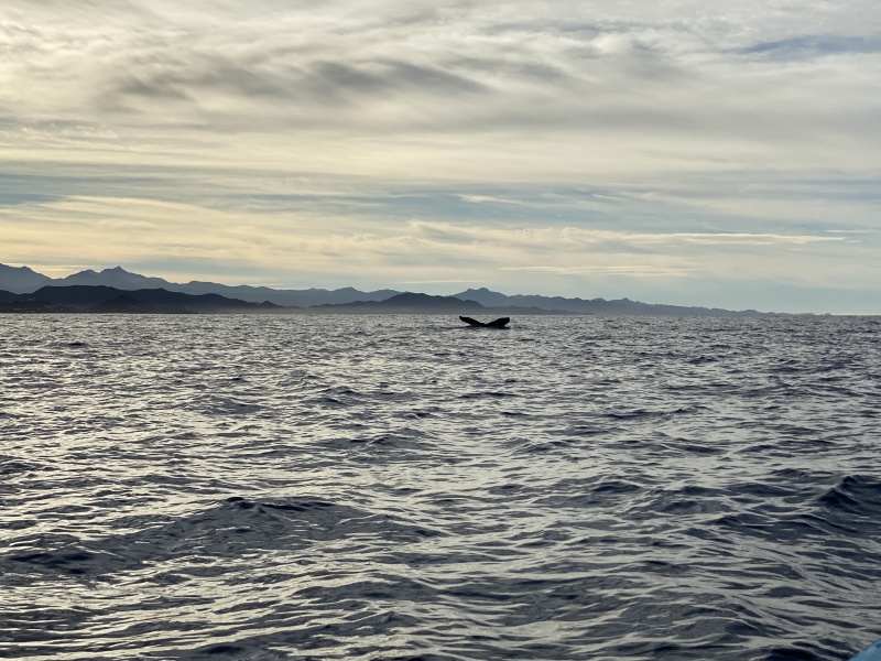 2022-01-23-Mexico-Los-Cubos-067-Whales.JPG