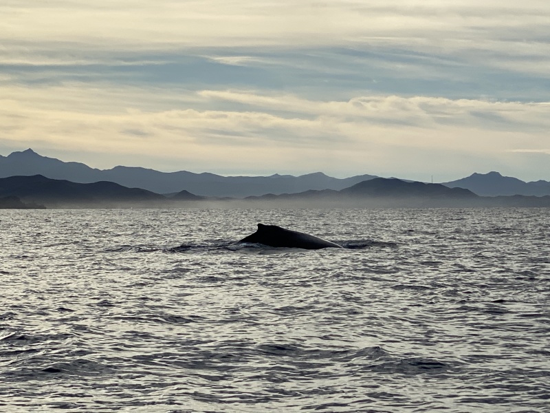 2022-01-23-Mexico-Los-Cubos-069-Whales.JPG