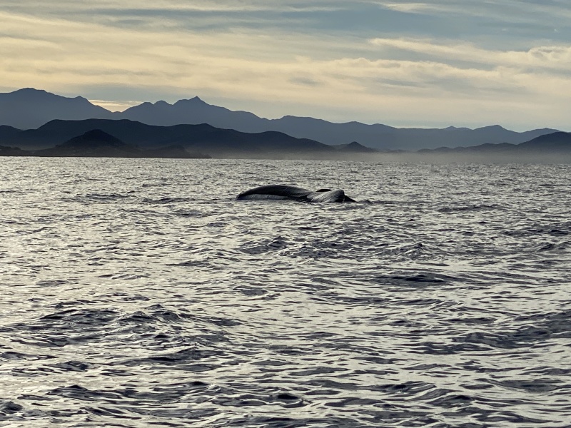 2022-01-23-Mexico-Los-Cubos-070-Whales.JPG