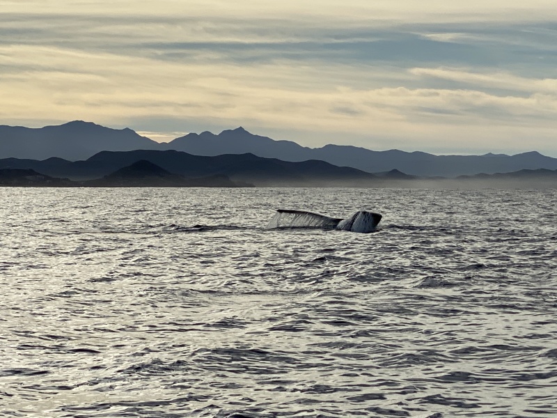 2022-01-23-Mexico-Los-Cubos-071-Whales.JPG