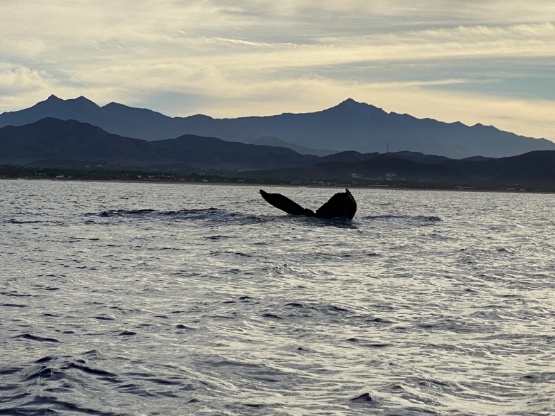 2022-01-23-Mexico-Los-Cubos-074-Whales.JPG