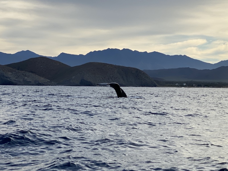 2022-01-23-Mexico-Los-Cubos-078-Whales.JPG