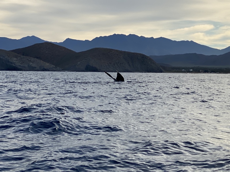2022-01-23-Mexico-Los-Cubos-080-Whales.JPG