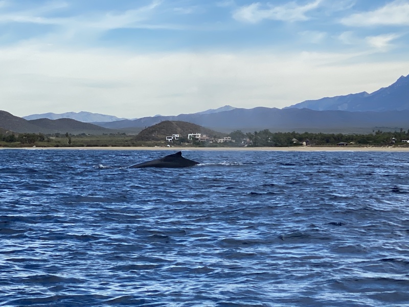 2022-01-23-Mexico-Los-Cubos-081-Whales.JPG