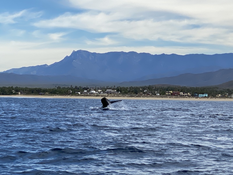2022/01(January)/Mexico-LosCubos/800x600_2022-01-23-Mexico-Los-Cubos-082-Whales.JPG