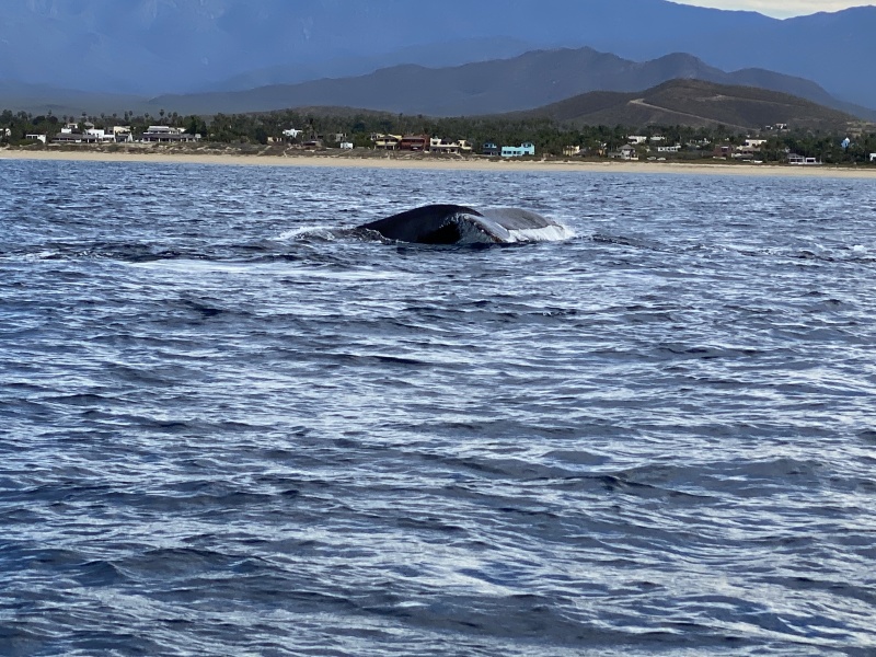 2022-01-23-Mexico-Los-Cubos-084-Whales.JPG