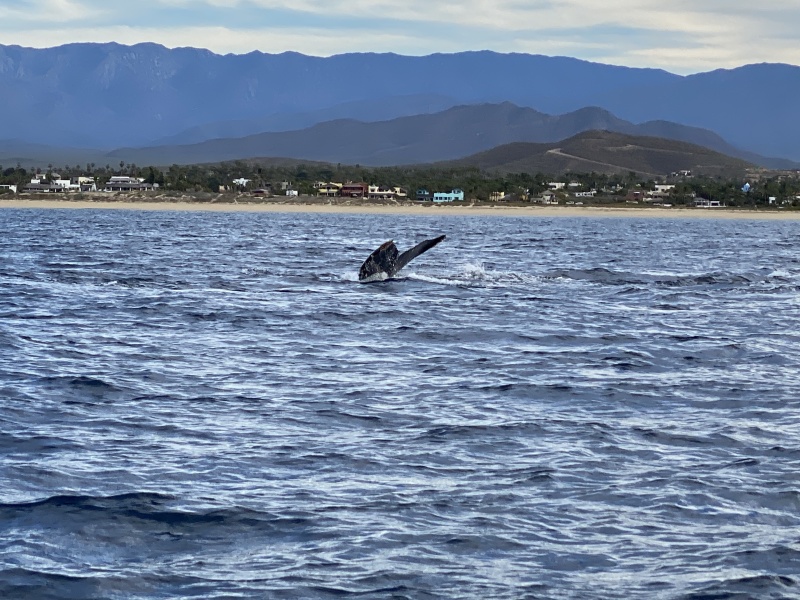 2022-01-23-Mexico-Los-Cubos-088-Whales.JPG