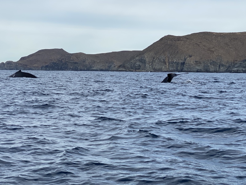 2022-01-23-Mexico-Los-Cubos-093-Whales.JPG