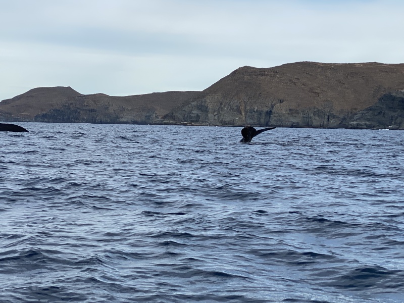 2022-01-23-Mexico-Los-Cubos-094-Whales.JPG