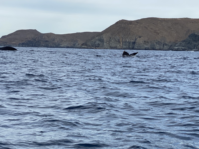 2022-01-23-Mexico-Los-Cubos-095-Whales.JPG