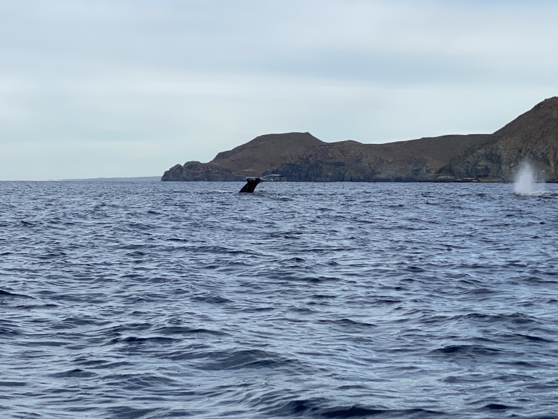 2022-01-23-Mexico-Los-Cubos-097-Whales.JPG