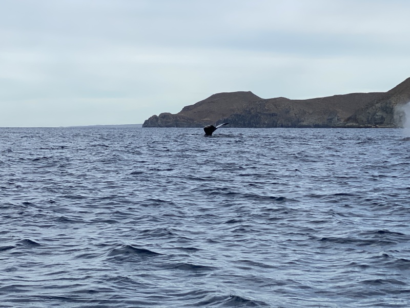 2022-01-23-Mexico-Los-Cubos-098-Whales.JPG