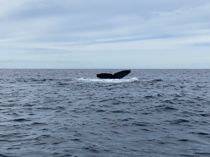 2022-01-23-Mexico-Los-Cubos-103-Whales.JPG