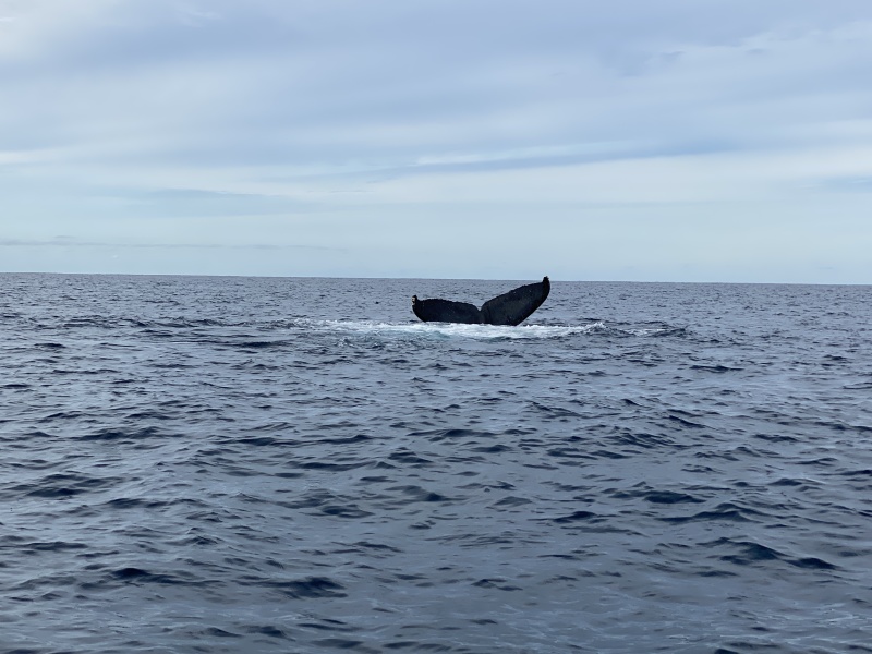 2022-01-23-Mexico-Los-Cubos-104-Whales.JPG