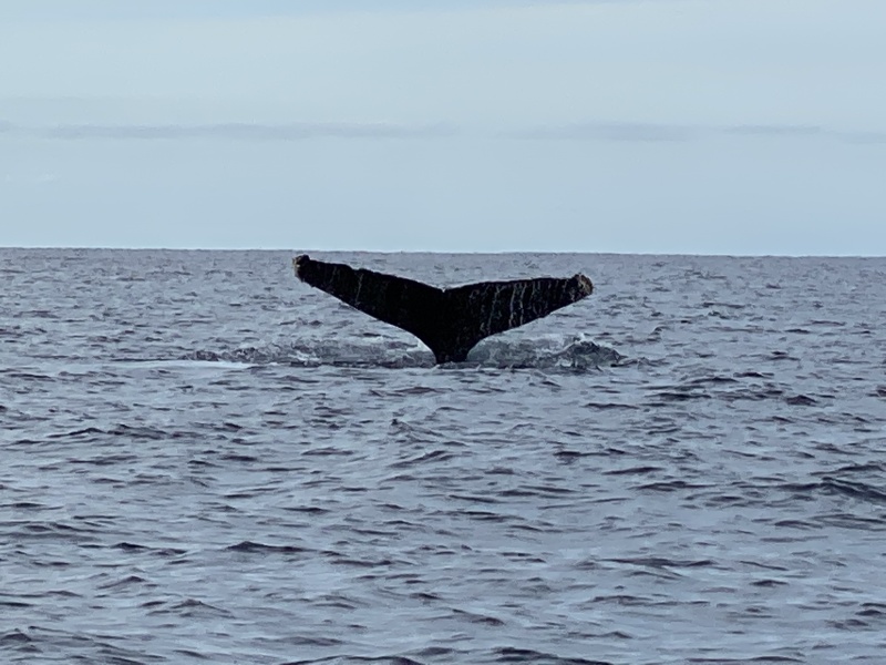 2022-01-23-Mexico-Los-Cubos-105-Whales.JPG