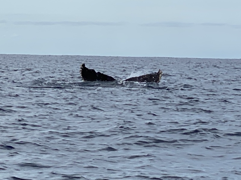 2022-01-23-Mexico-Los-Cubos-107-Whales.JPG