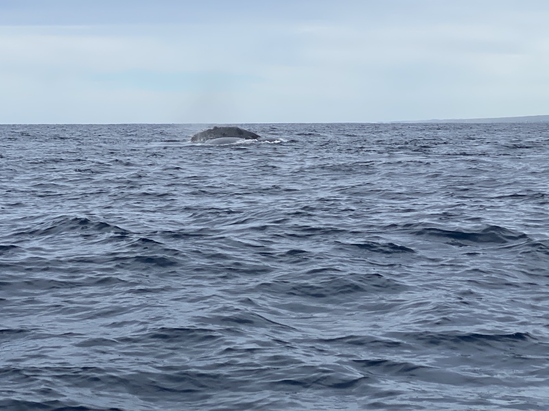2022-01-23-Mexico-Los-Cubos-108-Whales.JPG