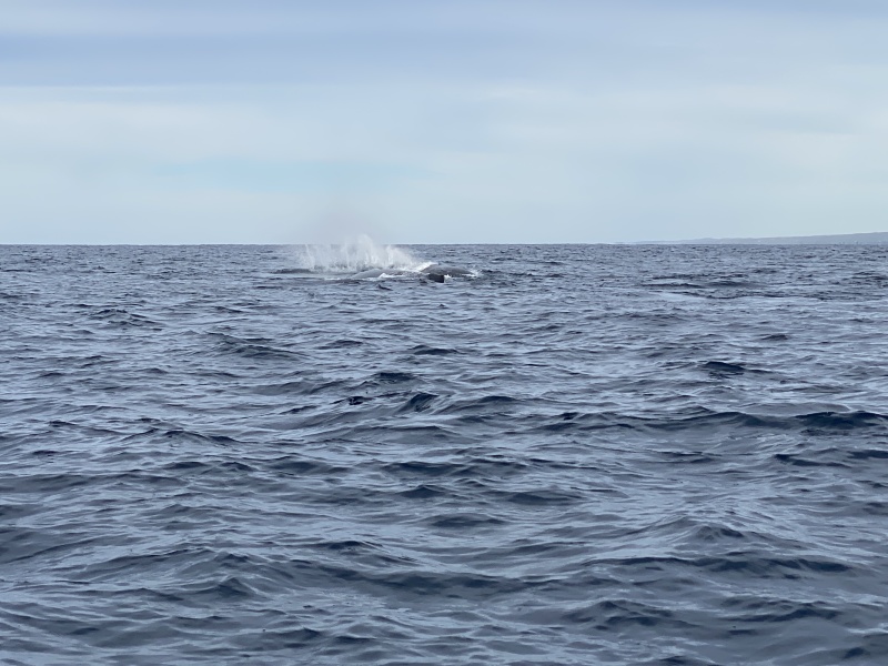 2022-01-23-Mexico-Los-Cubos-109-Whales.JPG
