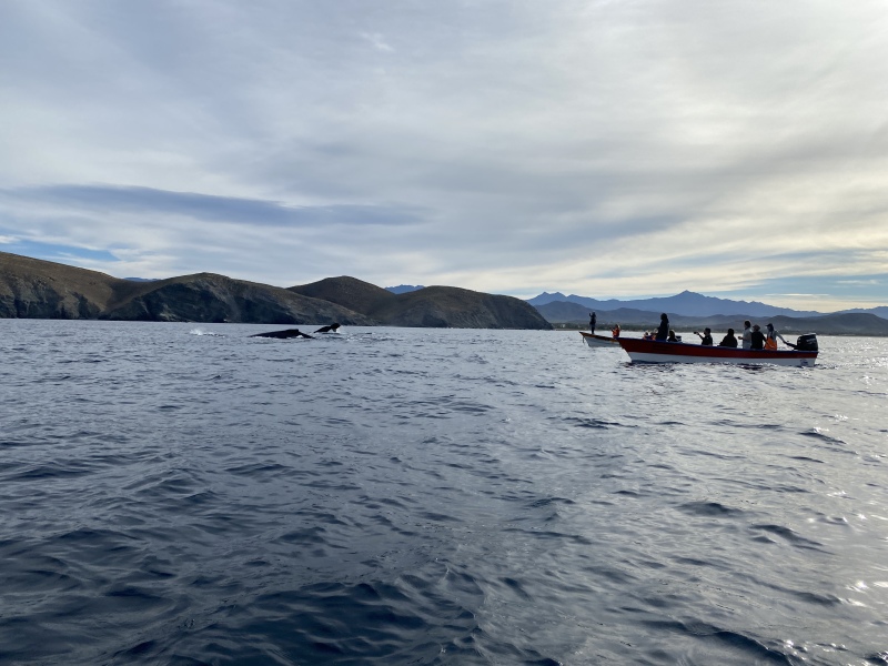 2022-01-23-Mexico-Los-Cubos-110-Whales.JPG