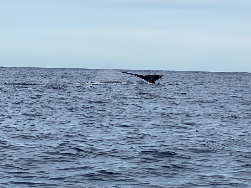2022-01-23-Mexico-Los-Cubos-113-Whales.JPG
