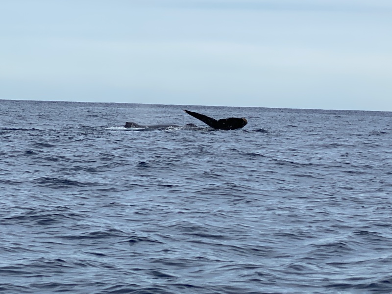 2022-01-23-Mexico-Los-Cubos-114-Whales.JPG