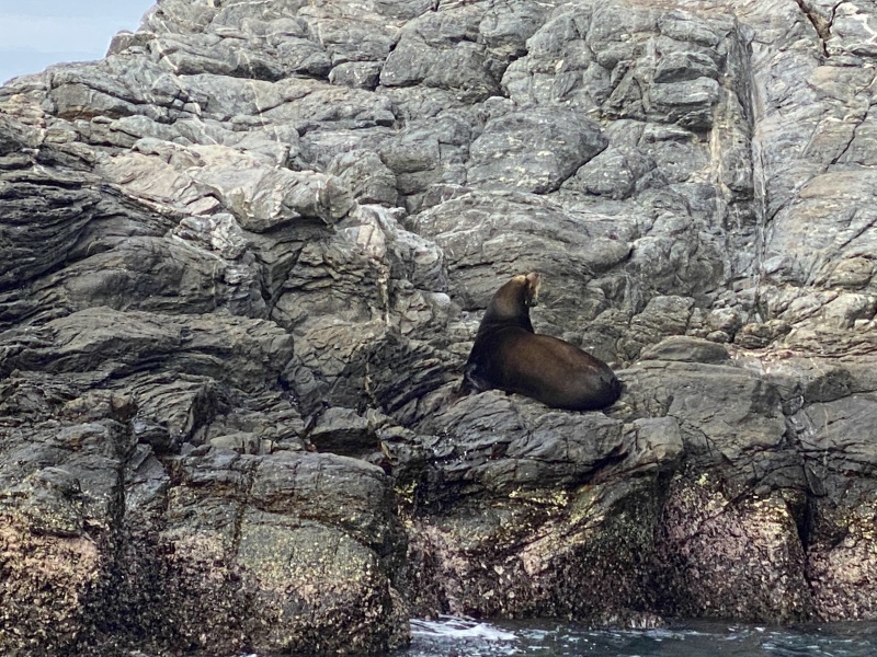 2022-01-23-Mexico-Los-Cubos-128-Seal.JPG