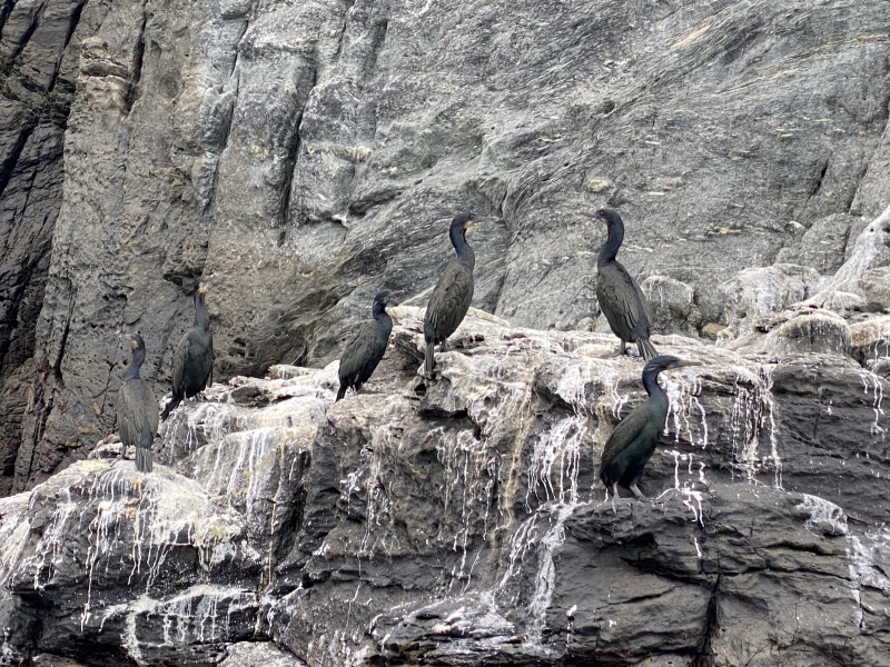 2022/01(January)/Mexico-LosCubos/800x600_2022-01-23-Mexico-Los-Cubos-140-birds.JPG