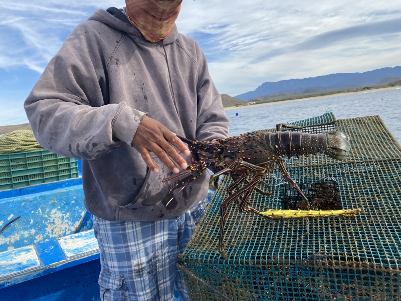 2022-01-23-Mexico-Los-Cubos-141-lobster.JPG