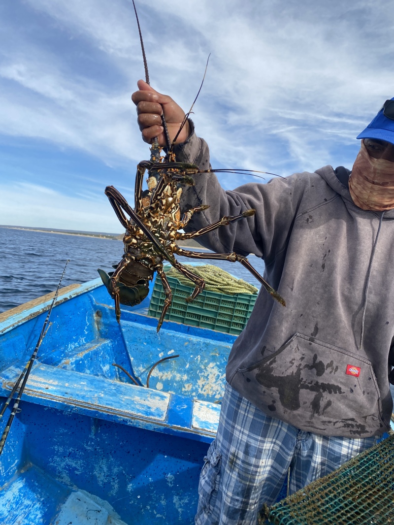 2022-01-23-Mexico-Los-Cubos-144-lobster.JPG