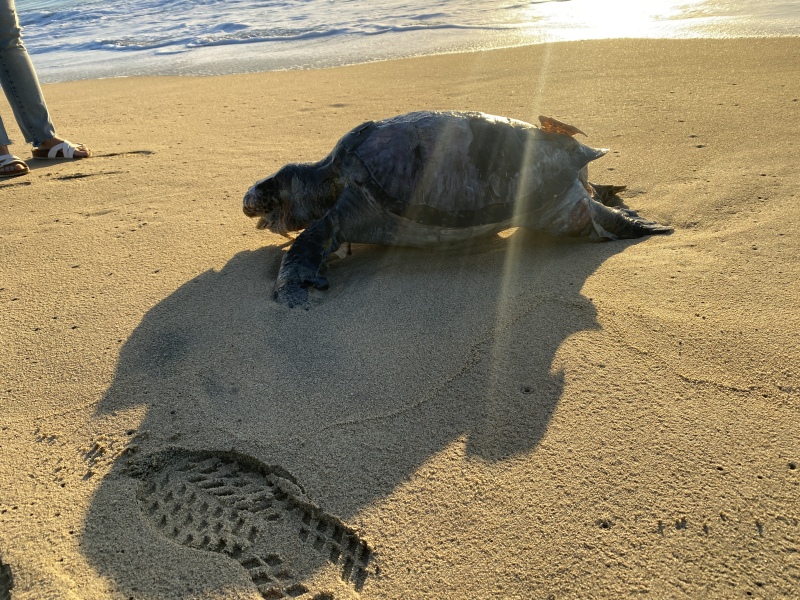 2022/01(January)/Mexico-LosCubos/800x600_2022-01-24-Mexico-Los-Cubos-197-dead-turtle.JPG