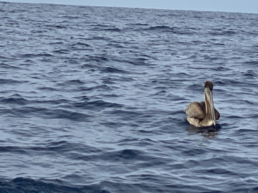 2022-01-23-Mexico-Los-Cubos-053-Pelican.JPG