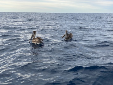 2022-01-23-Mexico-Los-Cubos-055-Pelicans.JPG