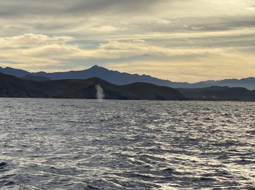 2022-01-23-Mexico-Los-Cubos-064-Whales.JPG
