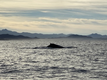 2022-01-23-Mexico-Los-Cubos-069-Whales.JPG