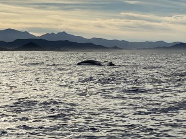 2022-01-23-Mexico-Los-Cubos-070-Whales.JPG