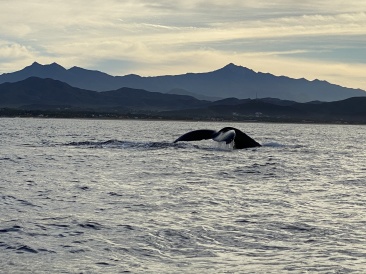 2022-01-23-Mexico-Los-Cubos-072-Whales.JPG