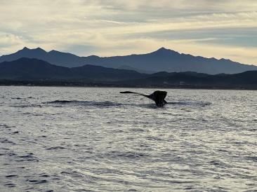 2022-01-23-Mexico-Los-Cubos-073-Whales.JPG