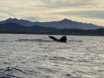 2022-01-23-Mexico-Los-Cubos-074-Whales.JPG