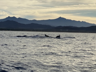 2022-01-23-Mexico-Los-Cubos-075-Whales.JPG