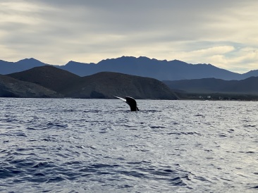 2022-01-23-Mexico-Los-Cubos-079-Whales.JPG