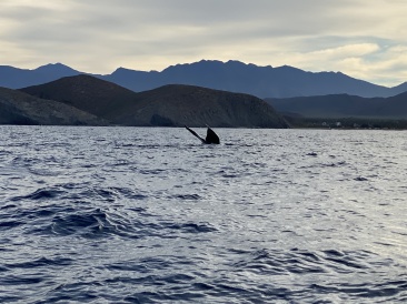 2022-01-23-Mexico-Los-Cubos-080-Whales.JPG