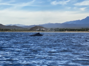 2022-01-23-Mexico-Los-Cubos-081-Whales.JPG